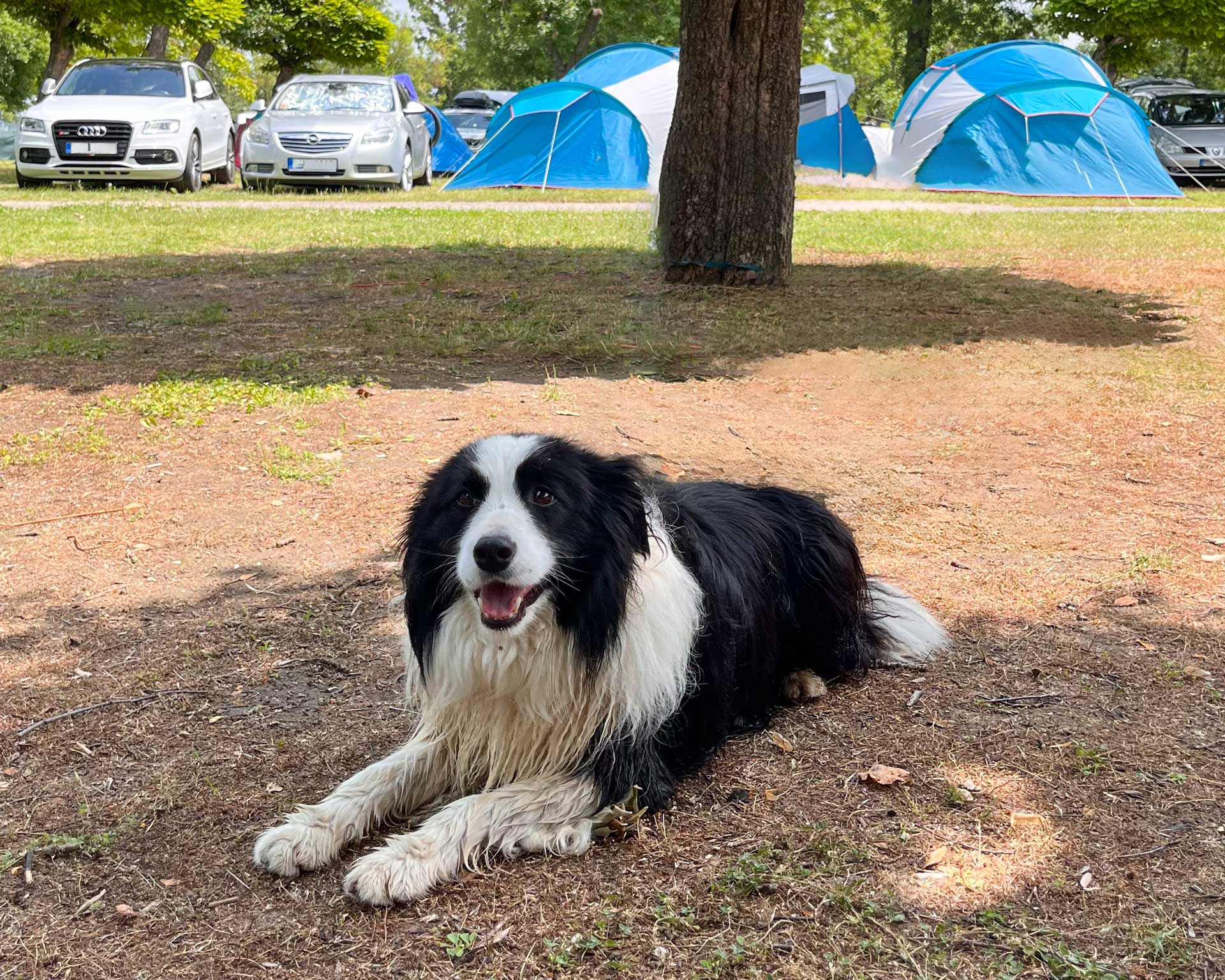 Aranypart zelt camping camping Siófok