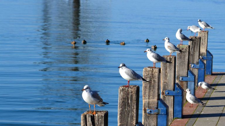 Aranypart Siófok kemping camping Balaton