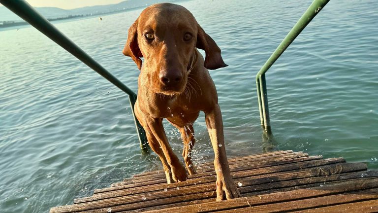 kutyabarát kemping Aranypart Camping Siófok kutya