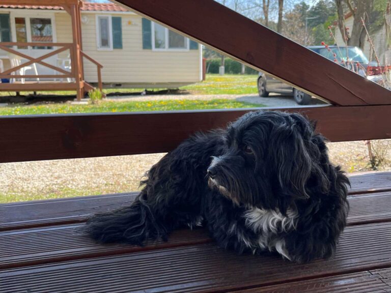 kemping Siófok kutyabrát apartman Balaton Aranypart Camping & Apartments