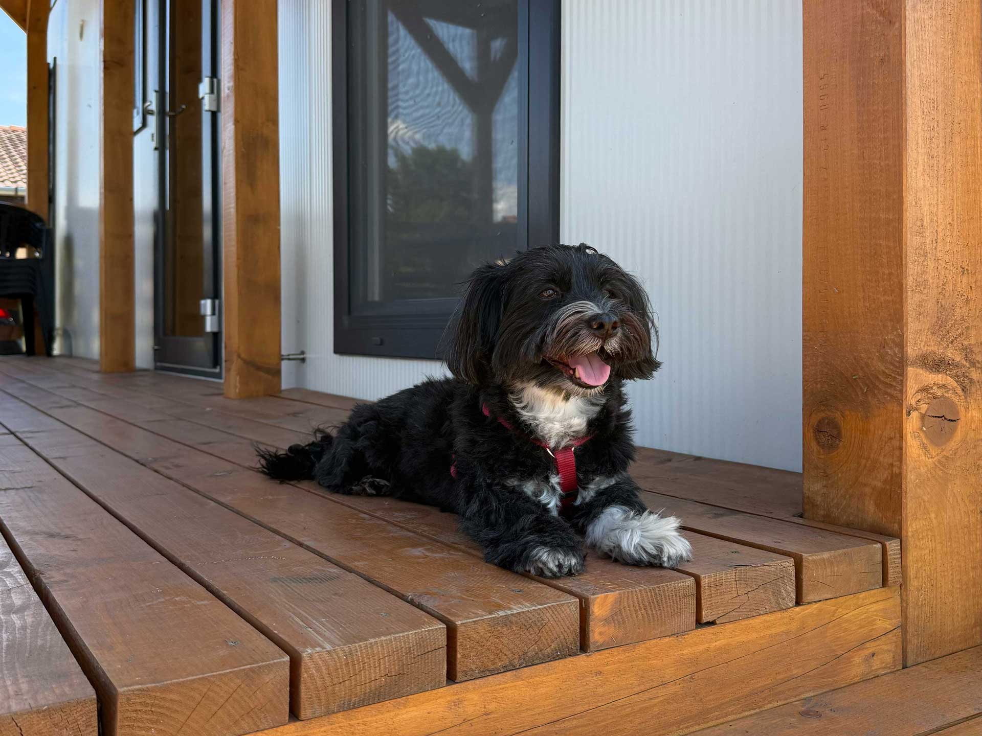 kisállatbarát kutyabarát Balaton szállás apartman Siófok Aranypart kemping