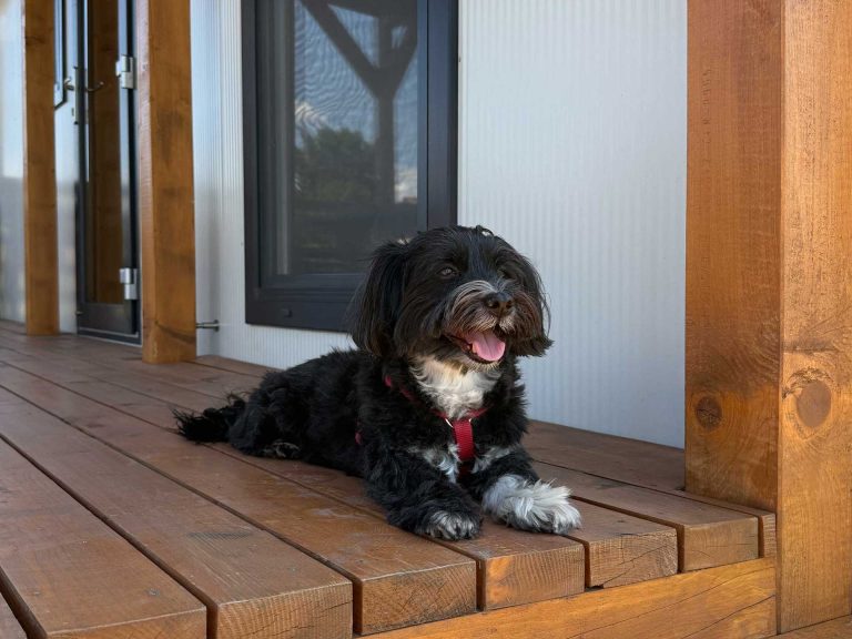 kisállatbarát kutyabarát kemping Siófok Aranypart cCamping & Apartments