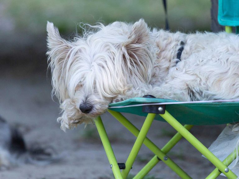 kisállatbarát kutyabarát kemping Siófok Aranypart cCamping & Apartments