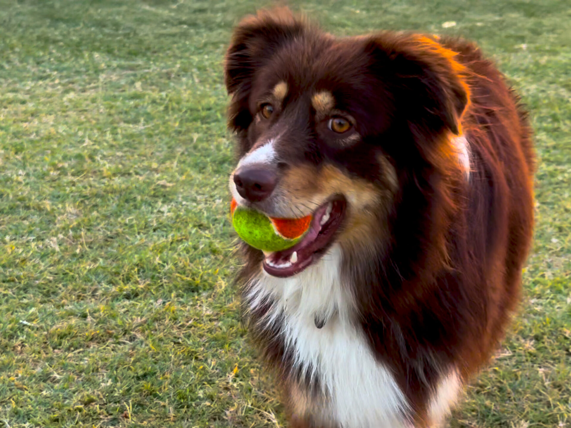 Hogyan tölt fel egy balatoni nyaralás? A változás az, amit magaddal viszel! 7 Aranypart Camping & Apartments szállás olcsó utószezon sátor lakókocsi apartman mobilház kutyabarát