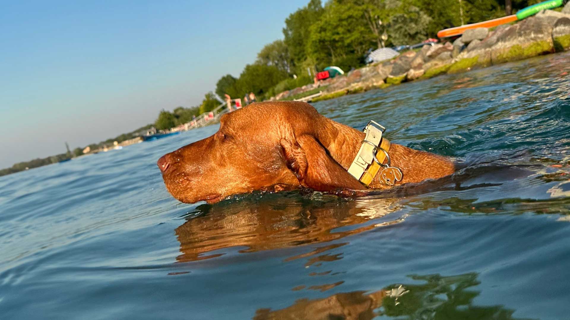 Vera Dog-friendly beach at nearby Mirabella Camping in Zamárdi