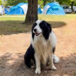 szállás Siófok Balaton kutyabarát szálláshely